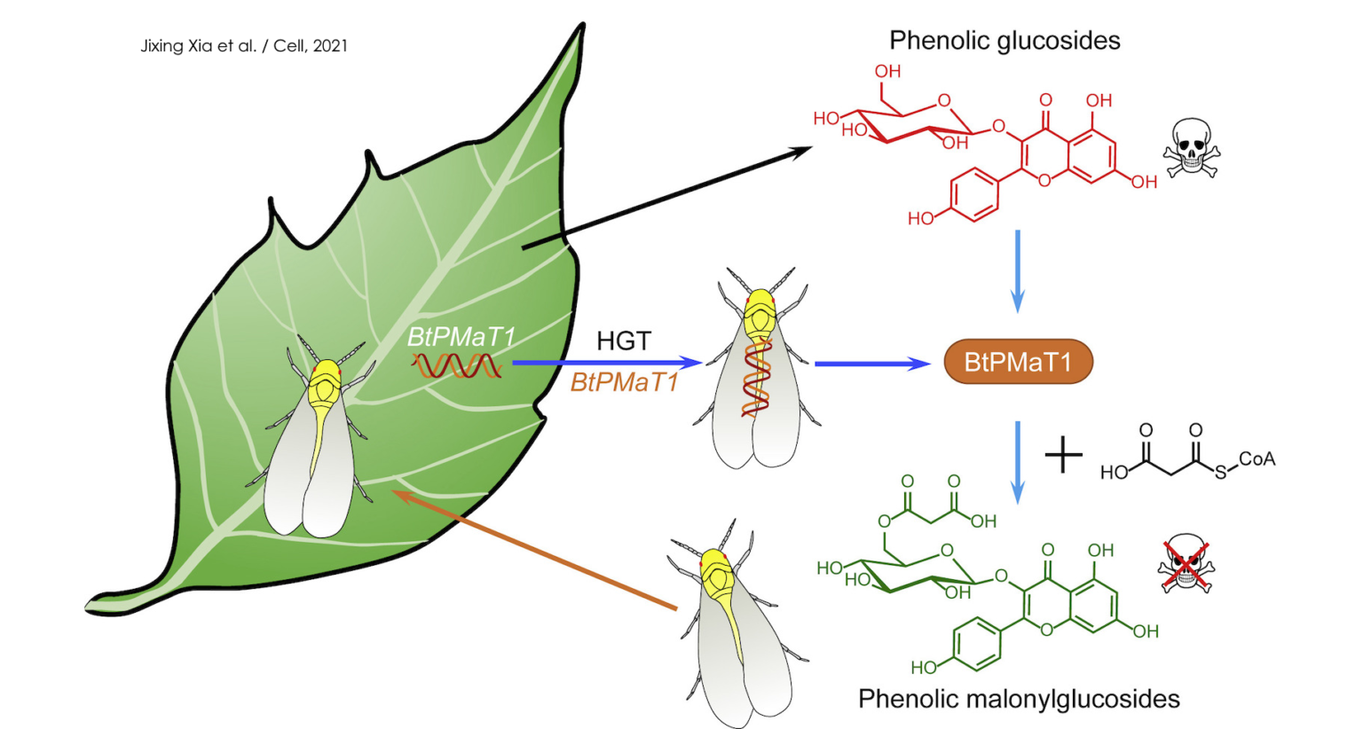 Plant gene. Ген растений. Горизонтальный перенос генов у растений. Горизонтальный перенос Гена. Перенос генов.